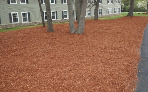 Large area of mulch and trees
