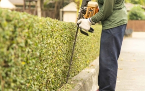 Grounds worker using a shrub trimmer to clean up shrubs