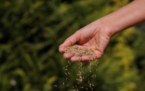 Hand holding grass seeds as they are spread out