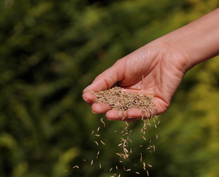 Hand holding grass seeds as they are spread out