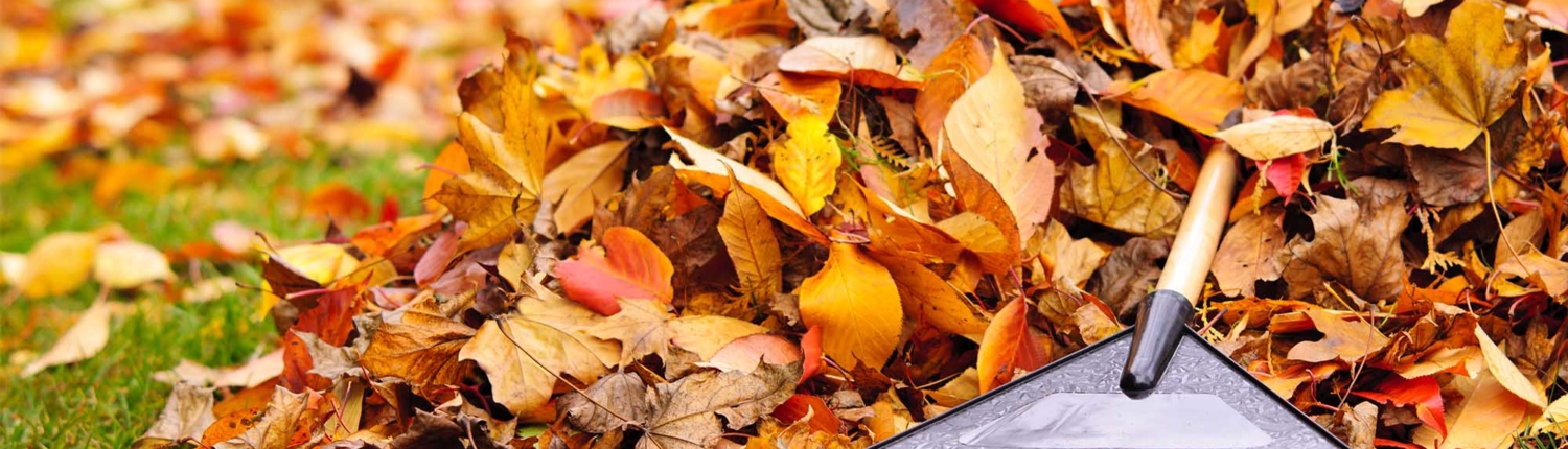 A pile of brown, red, and orange leaves and a rake