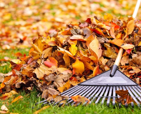 A pile of brown, red, and orange leaves and a rake