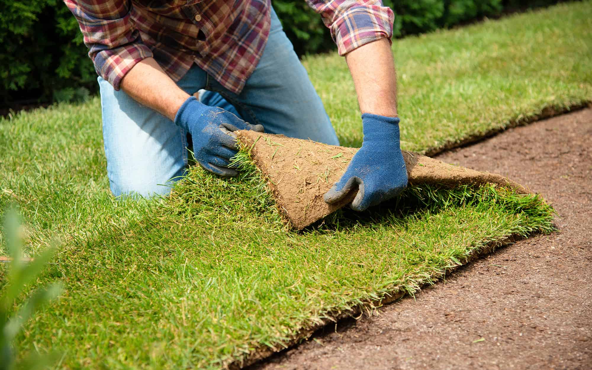 Grass Seed Vs Sod In Commercial Landscaping Varsity Inc