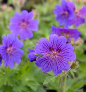 Close up of a few purple geraniums