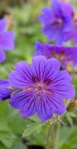 Close up of purple geranium