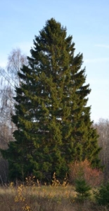 Large spruce tree