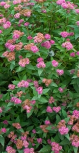 Small pink flowers on a bush