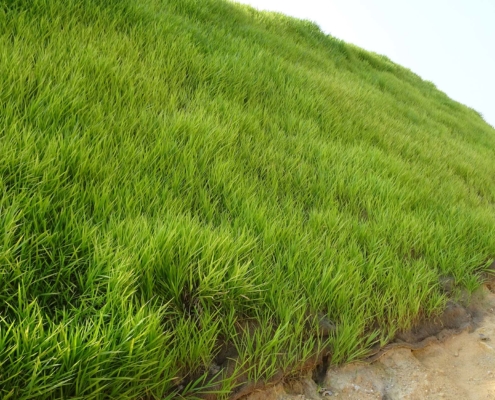 Close up of bright, green grass on a hillside