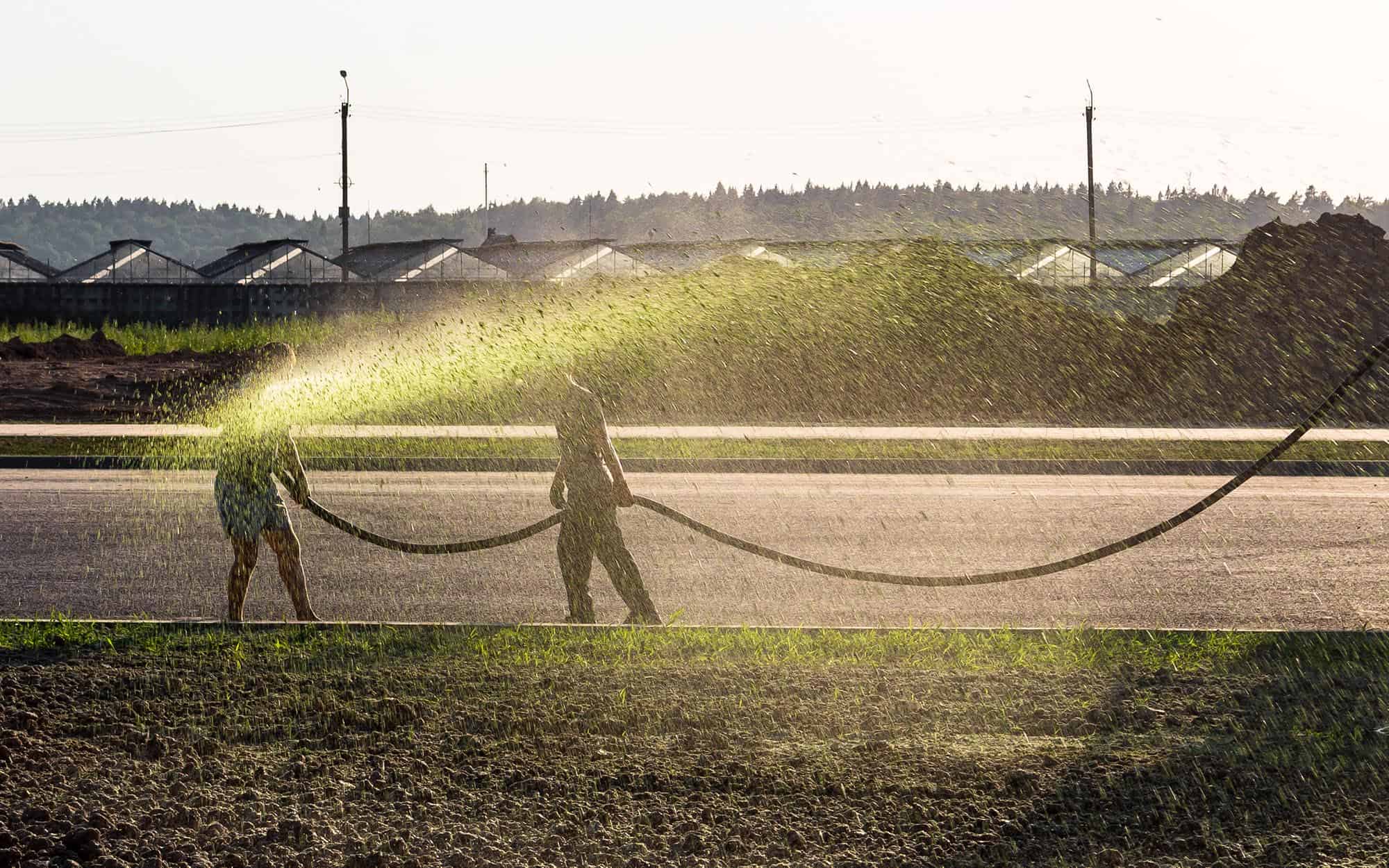 How to Maintain a Hydroseed Lawn | Varsity