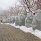 Protection of bushes from frost along the stairs in the winter park