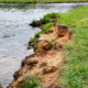 Soil erosion on a creek bank