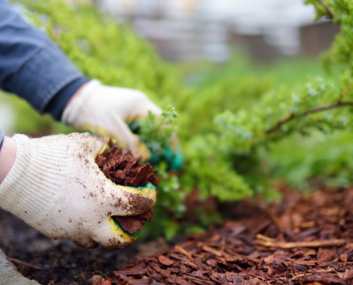 A Guide to Sustainable Landscaping Practices