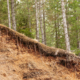 Preventing Soil Erosion: Erosion Control for Steep Slopes