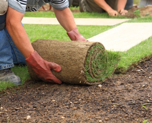 Worker rolling out new grass in ladnscaping